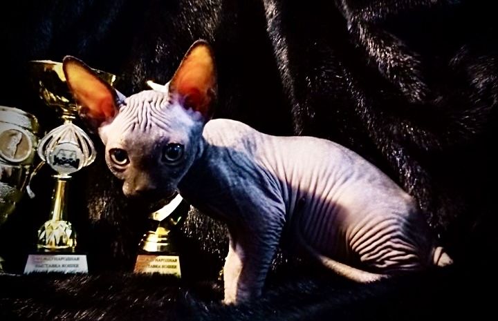 Канадский сфинкс с родословной клубный