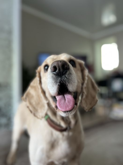 Англечан Боня кокер