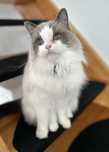 3 letnia kotka rasy Ragdoll