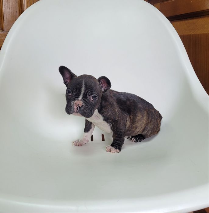 Bulldog femea tigrada