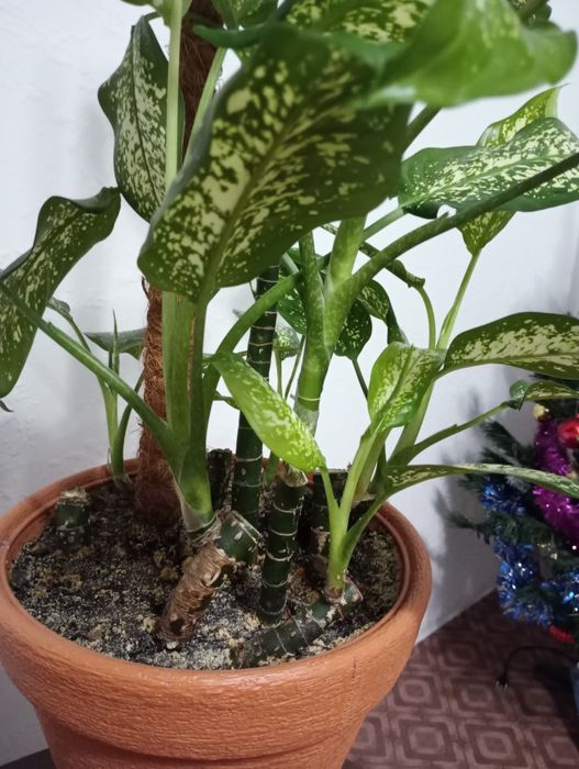 Дифенбахия продажа  или  обмен