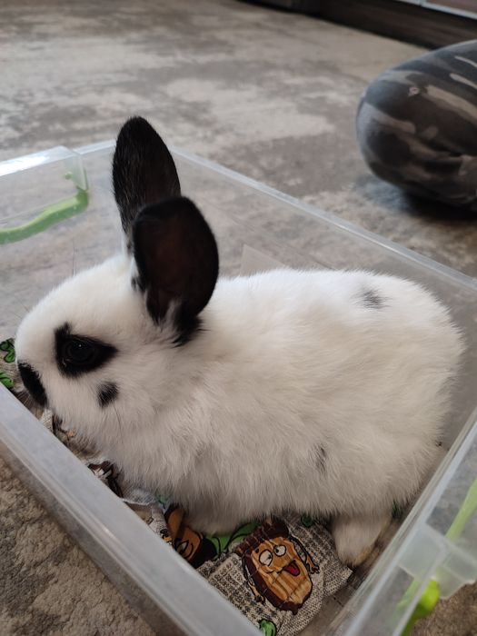 Кролики и крольчата продам