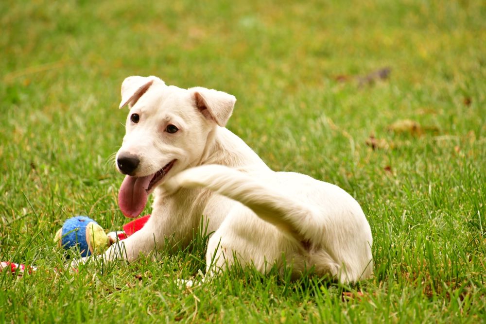 Śliczny piesek Jack Russell Terrier