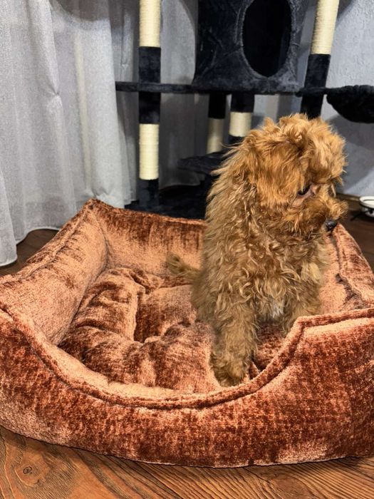 Лежанка лежак мʼякий  для собак кота Зоотовари мʼяке місце