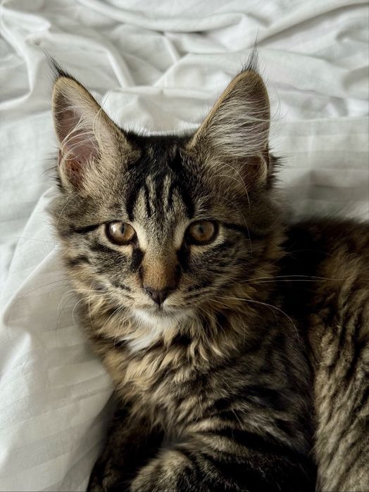 Мейн кун з найШОКОЛАДнішими очима що я бачила