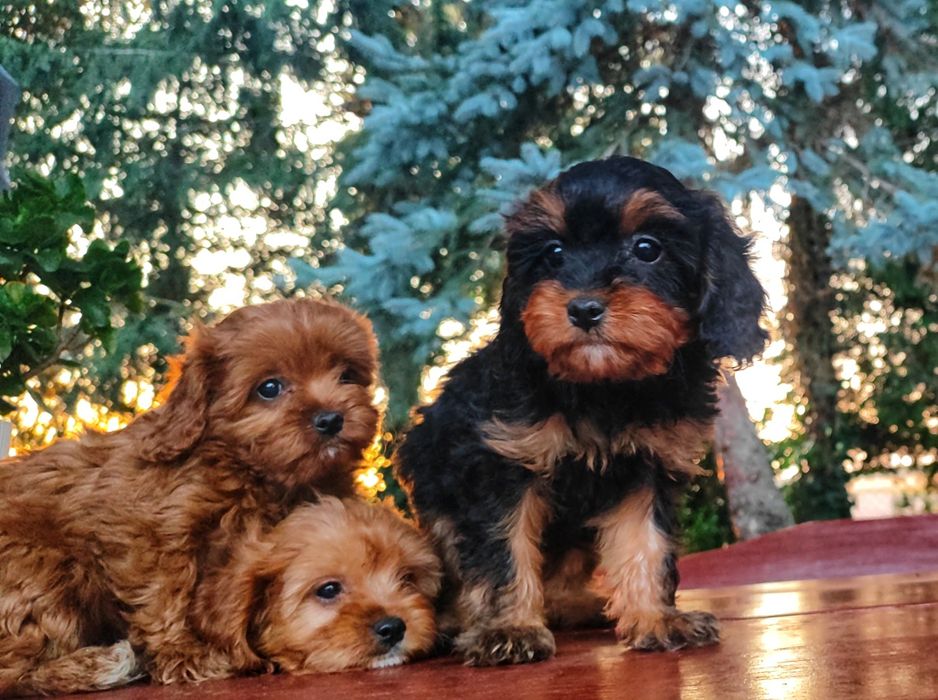 Urocze Szczenięta Cavapoo - OSTATNI PIESEK!