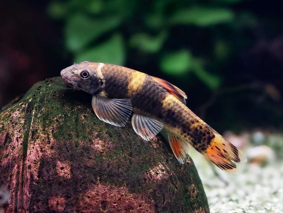 Garra Flavatra  cena przy zakupie 10 sztuk (Zjada okrzemki) Skl. Altum