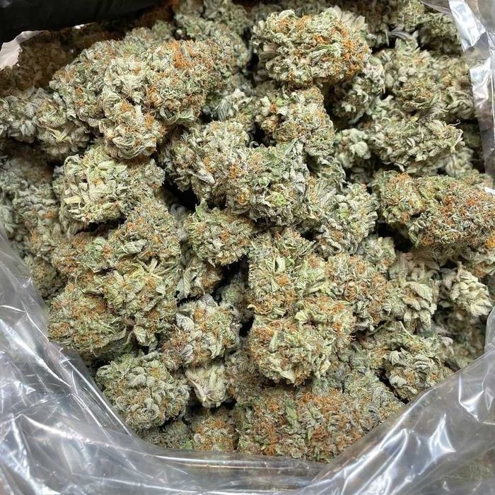 5g Amnesia Kush 32% EXCLUSIVE Duże boby