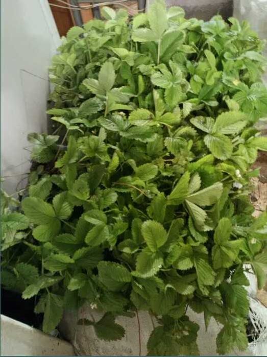 Саженцы земляники, 1 шт-1 грн + упаковка-20 грн. Т.е 100 шт-120 грн.