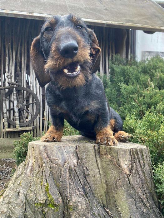 В'язка такси жосткошерстної