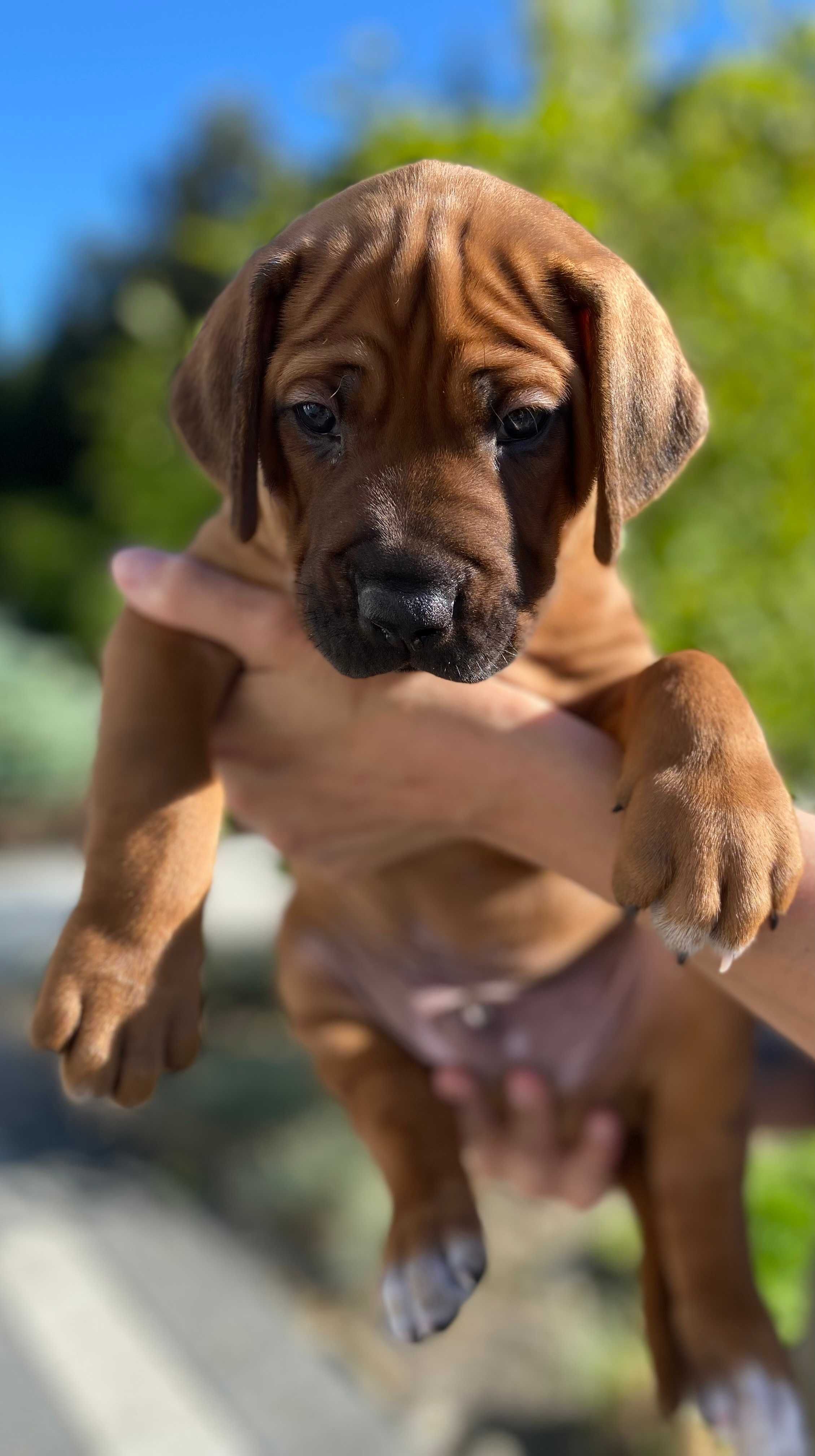 Rhodesian Ridgeback piesek