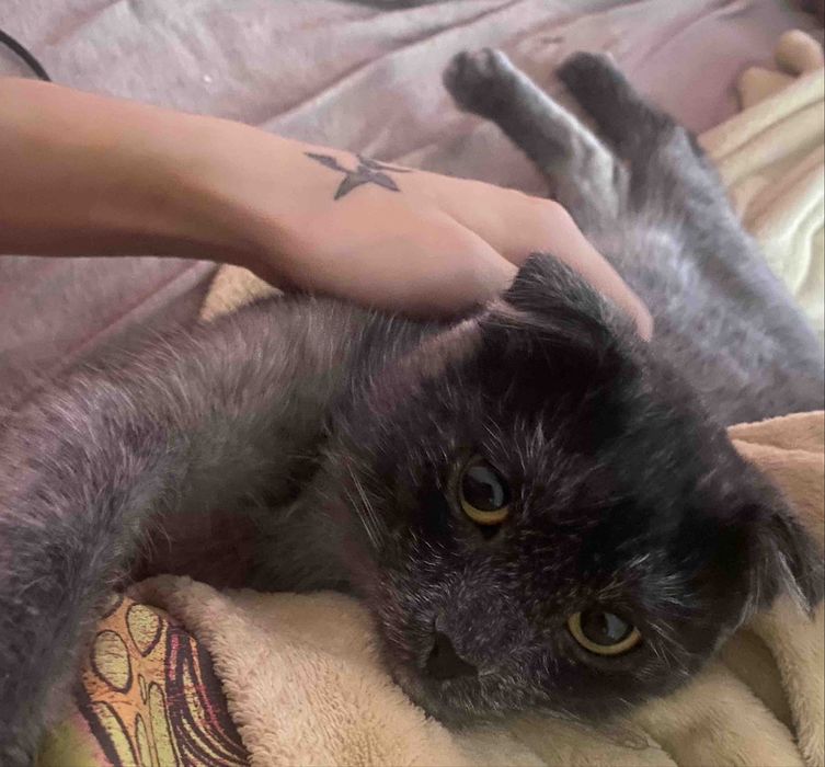 Пропав домашній кіт! Винагорода!