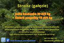 Stroisz gałęzie świerk jodła