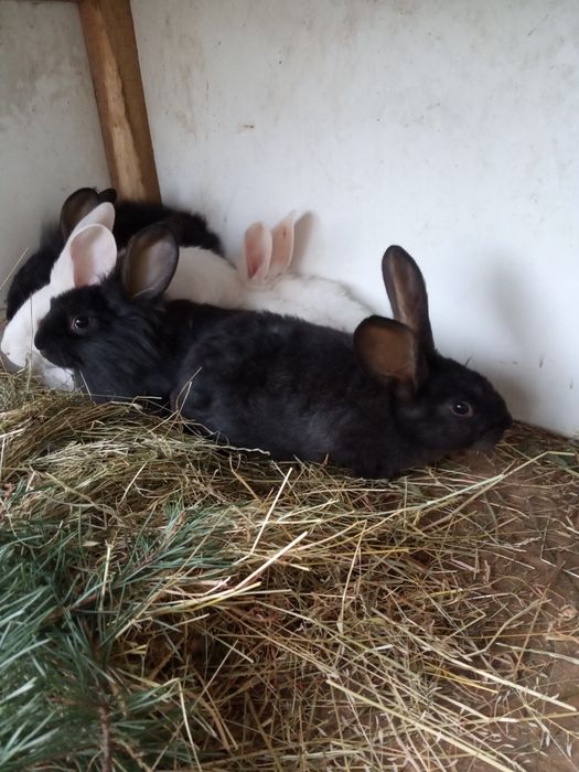 Кролик не породесті простяки