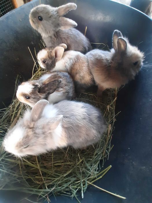 Kroliki karzelki miniaturki