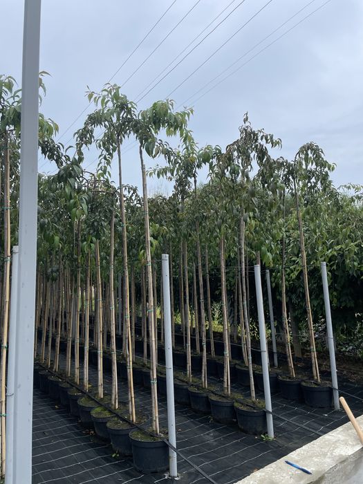 Сакура плакуча Кіку Шідаре ЗКС