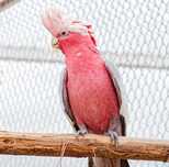 Cacatua Galah femêa