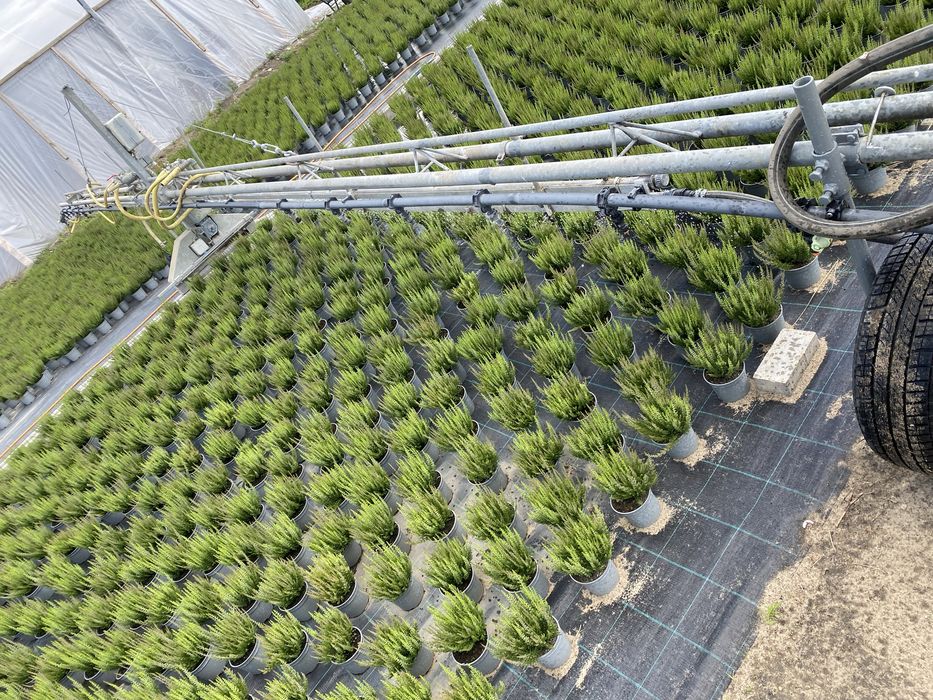 Ramie deszczujące belka zraszająca deszczwonica