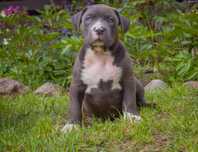 American Bully XL suczka
