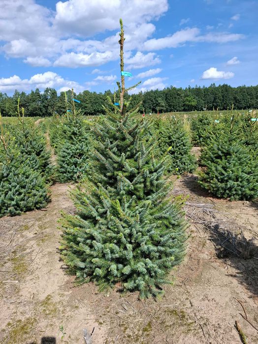 Świerk Serbski OMORIKA w donicy od 100 - 200 cm - TuChoinki.pl Jodła