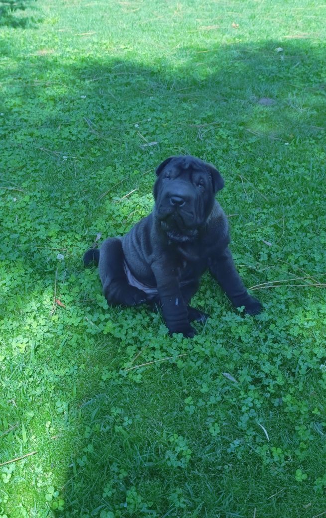 Shar pei... Bebes sharpei