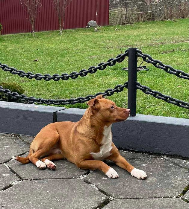 Межигір'я Закарпаття област