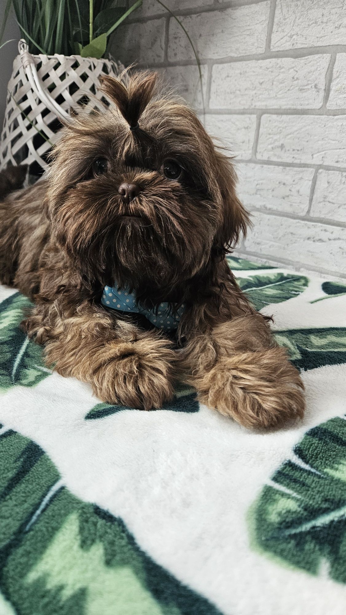 Shih Tzu czekoladowe