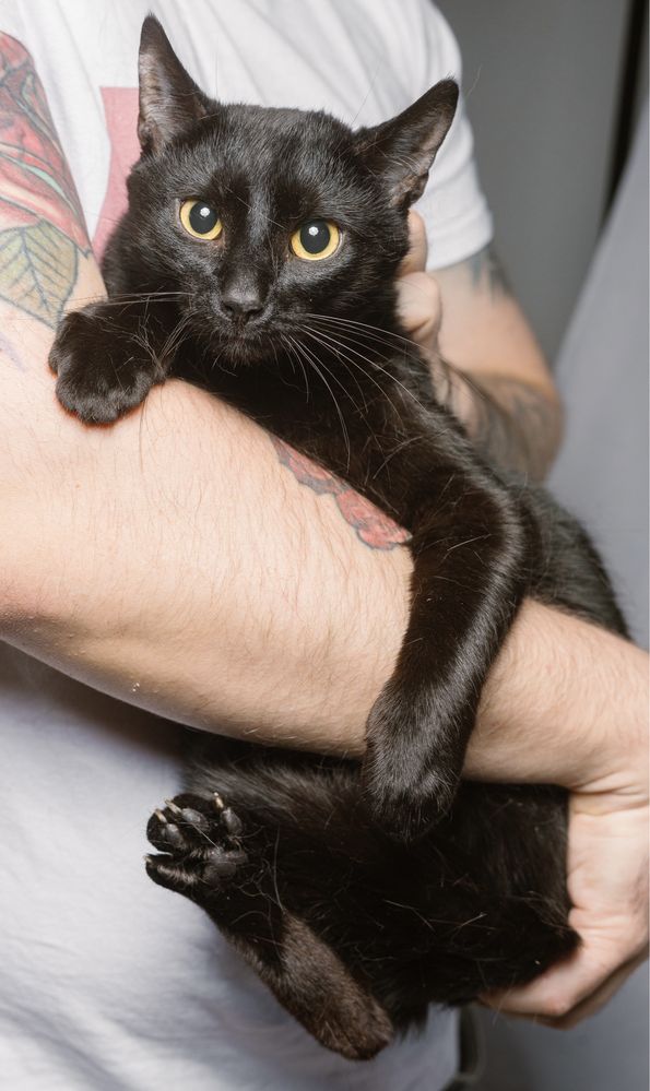 Черный котик Вельвет 10мес кот кошка котята