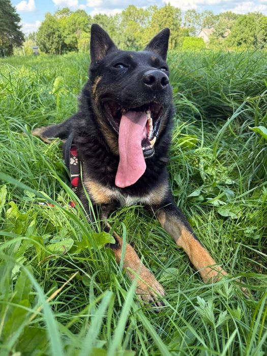 Najukochańszy Laser szuka domu!