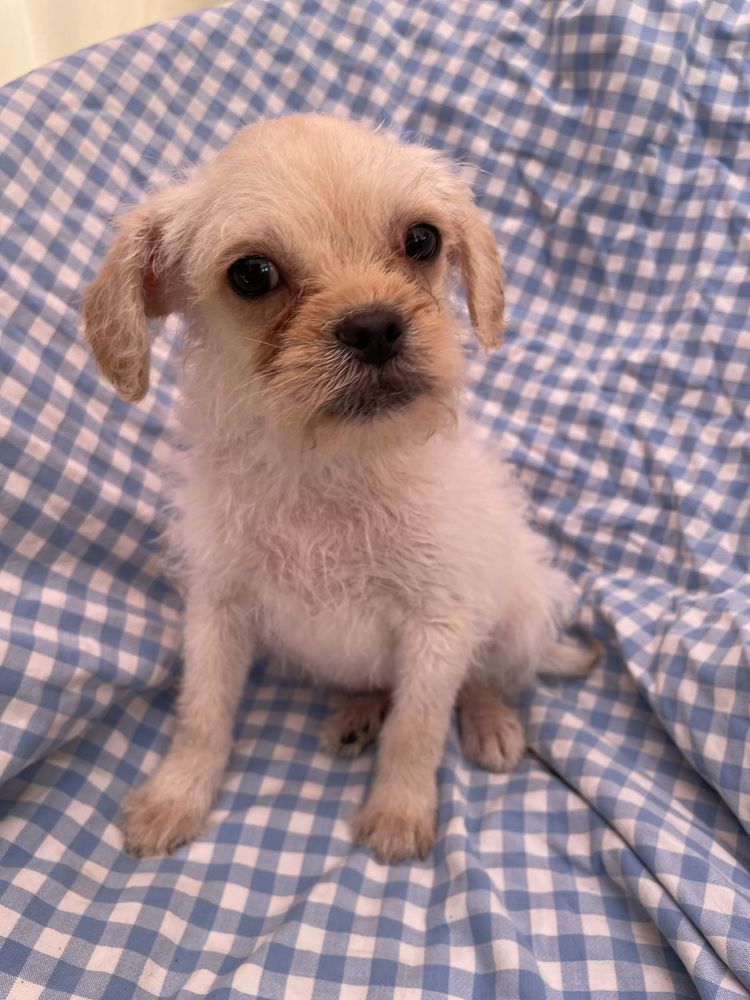 PIESEK mops chihuahua