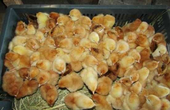 Цыплята, перепелы, корма