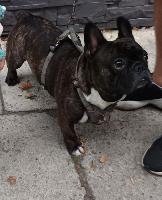 Oddam buldoga francuskiego w dobre ręce