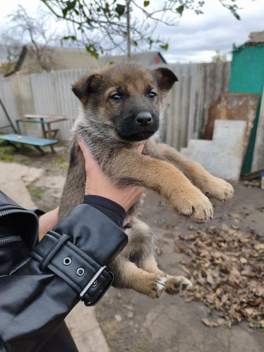 Віддам даром в гарні руки