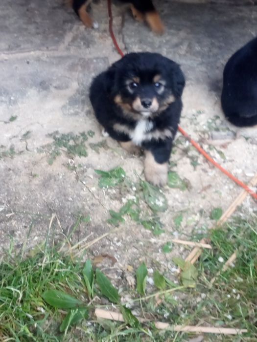 Oddam pieski za darmo