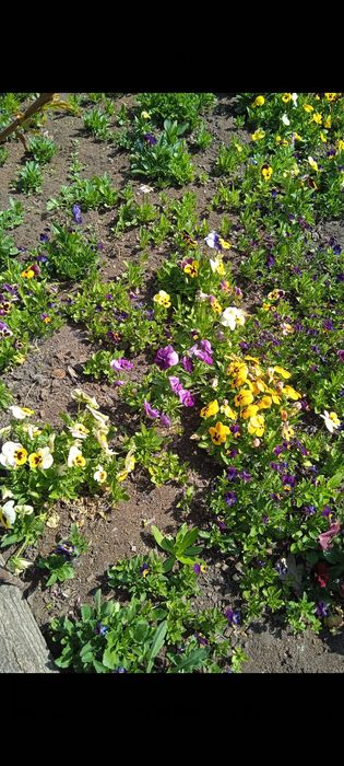 Традисканция цветущая, роза, цветы