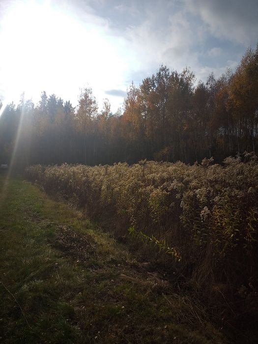 Łysobyki działka z warunkami zabudowy