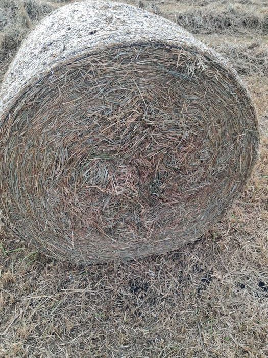 Siano- I pokos, suche