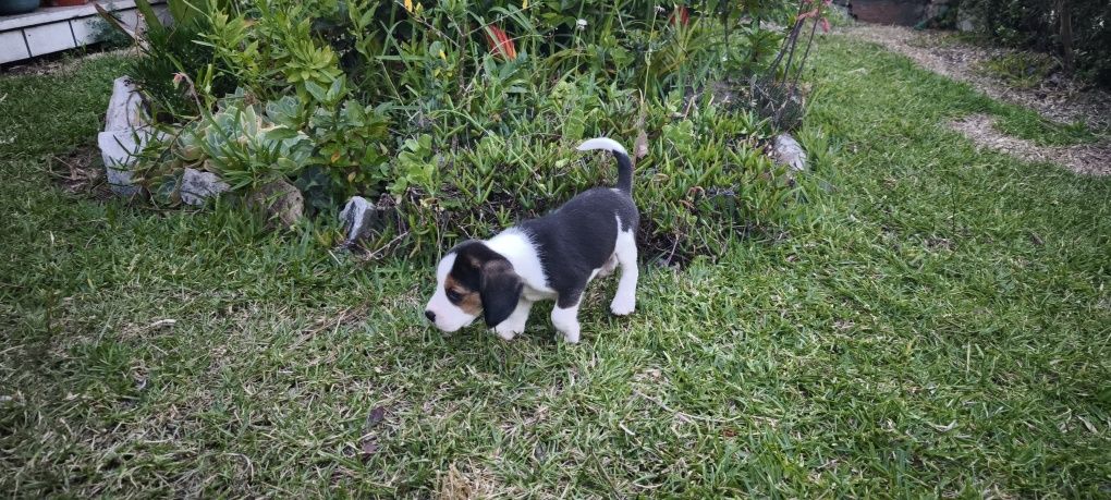 beagle criado em ambiente familiar disponível para entrega imediata d