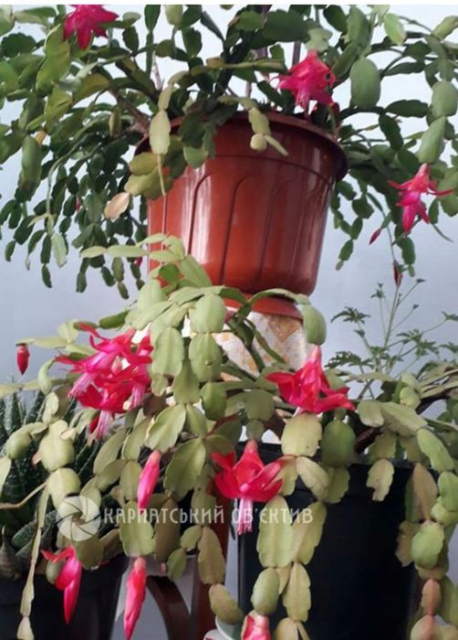 Різдвяник квіти для дому