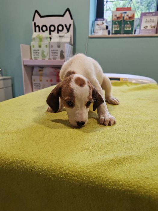 Cachorros porte grande