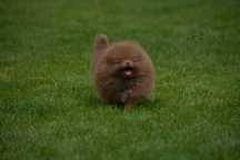 Szpic Miniaturowy Pomeranian czekoladowa dziewczynka
