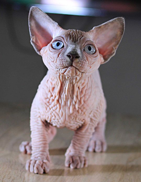 Шкурастая девочка. Топ эксклюзив, высшего качества.