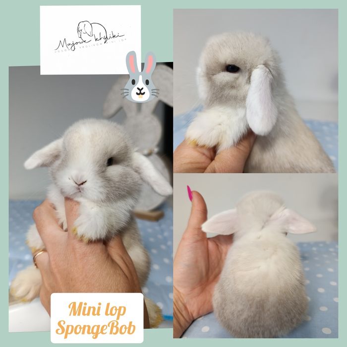 Królik króliczek mini lop hodowla zarejestrowana