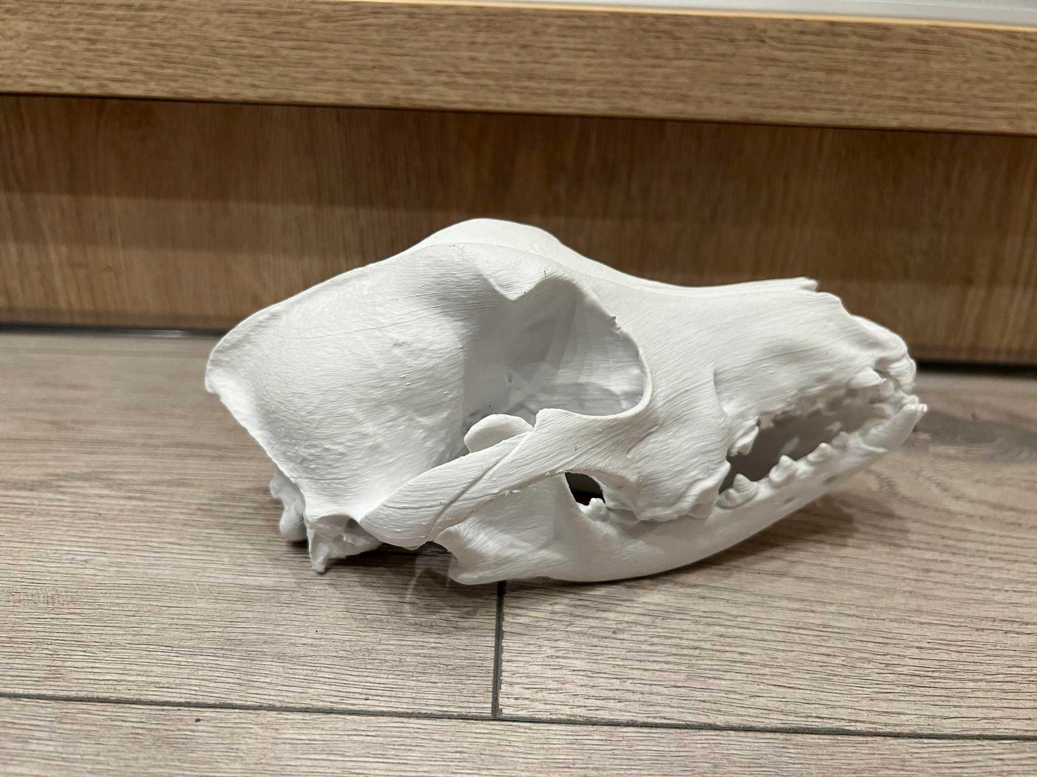 model czaszka psa 3D