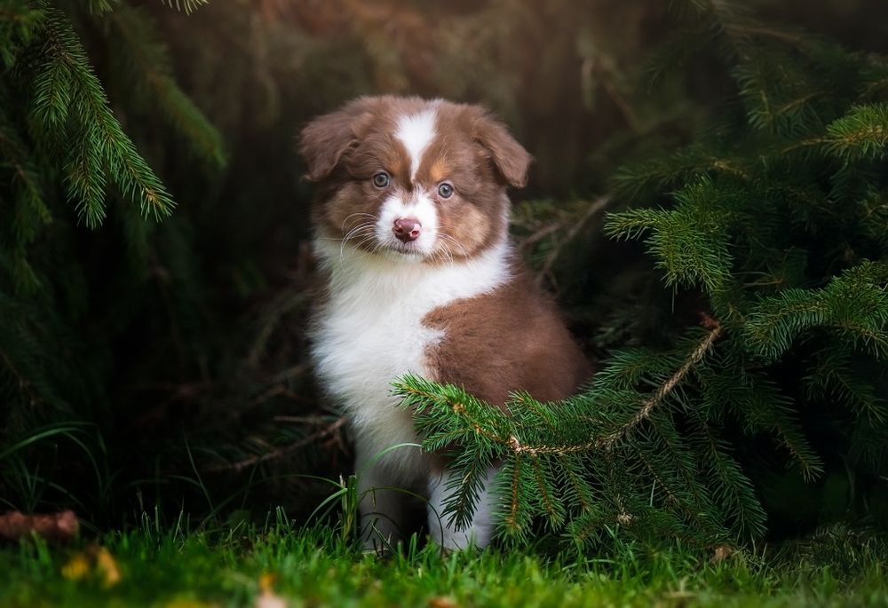 Owczarek australijski (typ amerykański) - Suczka Red Tri