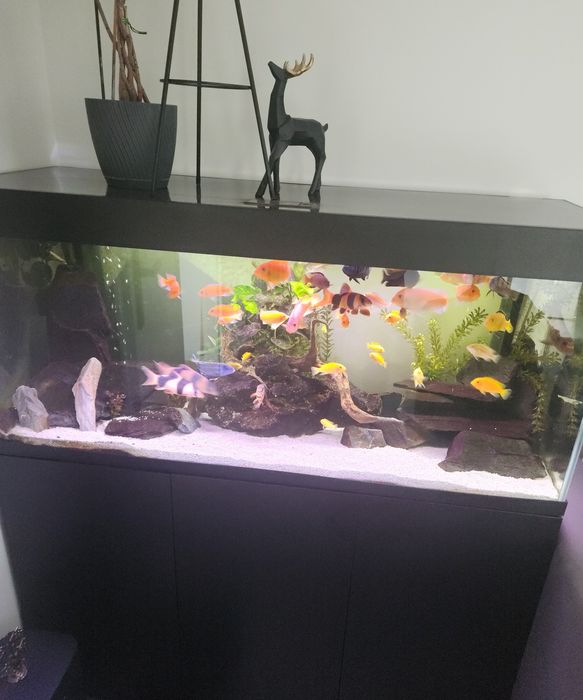 Pyszczaki ok 30 sztuk