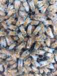 Abelhas rainhas buckfast inceminadas artificialmente (f0)