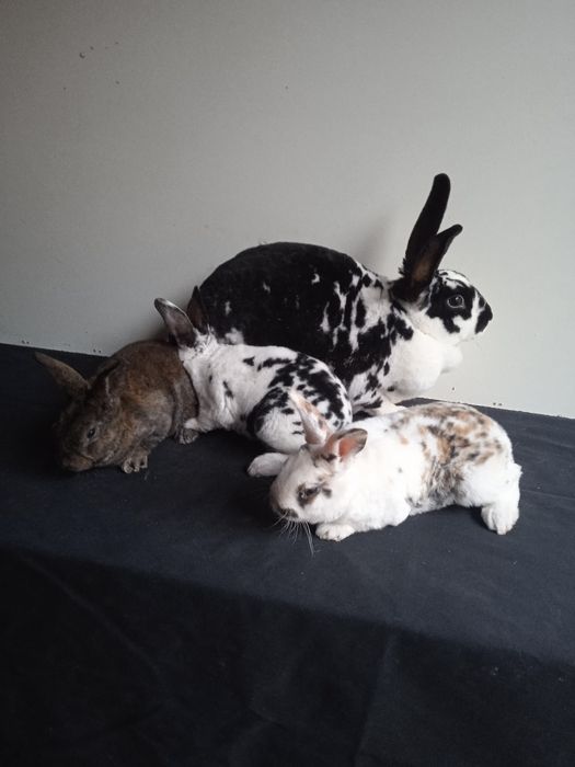 Kroli rex dalmatyński