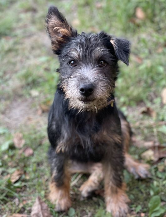 Цуценя, собачка Жан в добрі руки/ 5 міс