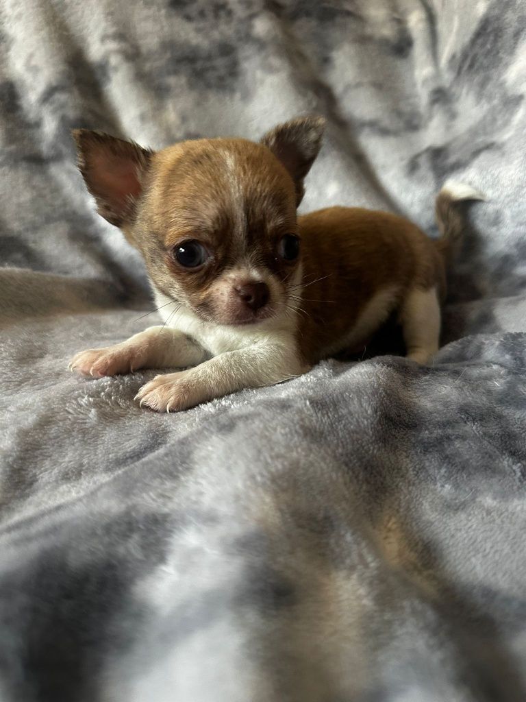 Chocolate Menino super mini. 2 meses  485 gramas.perfeito! Cabeça de m